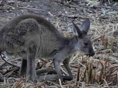 WilpenaPoundWallaby05328.JPG