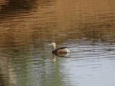 WilpenaPoundWoodDuckDamGrebe.JPG
