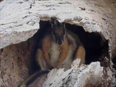 WilpenaPoundYellowFootRockWallaby05345.JPG