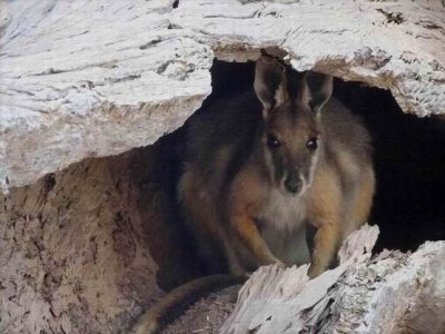 WilpenaPoundYellowFootRockWallaby05346.JPG