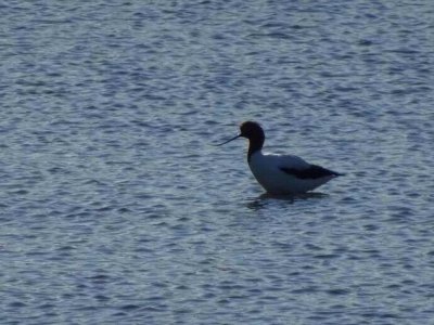 Bird_RedNeckAvocet6273.JPG