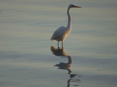 Cairns_Bird_GreatWhiteEgret009.JPG