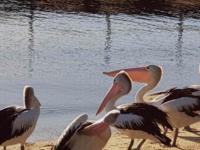 Cairns_Bird_Pelican.jpg