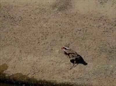 PortDouglas_Bird_BlackFrontedDotterel.JPG