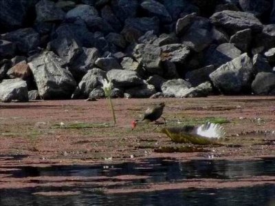 PortDouglas_Bird_CombCrestedJacana06223.JPG