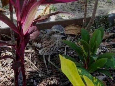 PortDouglas_Bird_Curlew06189.JPG