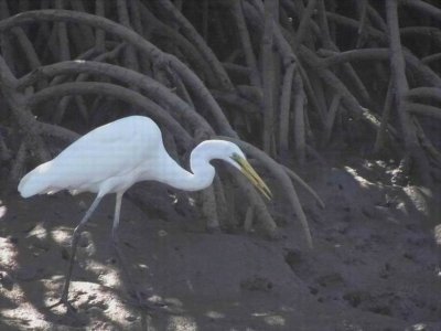 PortDouglas_Bird_EasternGreatEgret6082.JPG