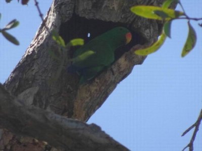 PortDouglas_Bird_EclectusParrotMale000.JPG