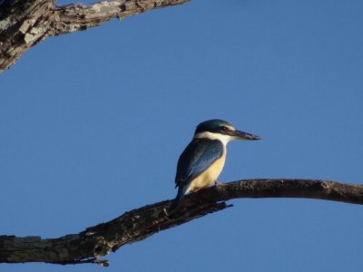 PortDouglas_Bird_KingFisher6075.JPG