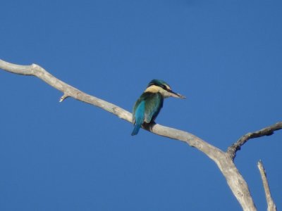 PortDouglas_Bird_KingFisher6076.JPG