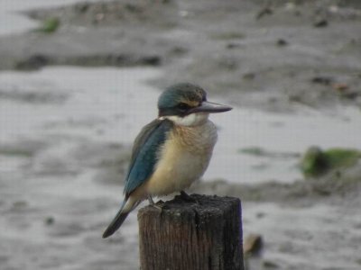 PortDouglas_Bird_KingFisher6077.JPG
