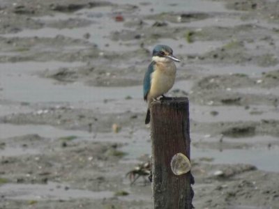 PortDouglas_Bird_KingFisher6078.JPG