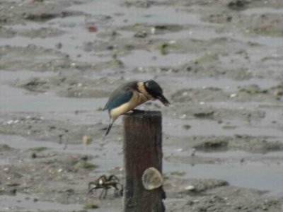 PortDouglas_Bird_KingFisher6079.JPG