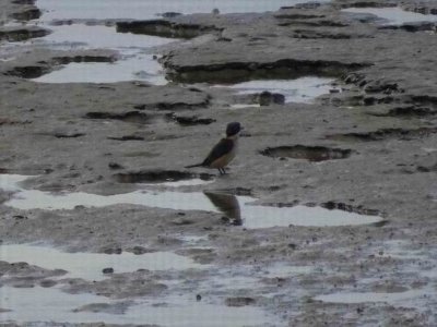 PortDouglas_Bird_KingFisher6080.JPG