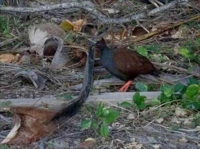 PortDouglas_Bird_OrangeLeggedScrubFowl6049.JPG