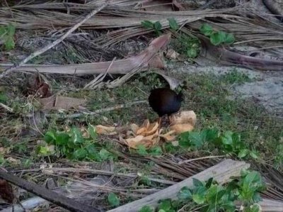 PortDouglas_Bird_OrangeLeggedScrubFowl6050.JPG