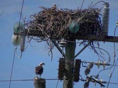 PortDouglas_Bird_OspreyNest06206.JPG