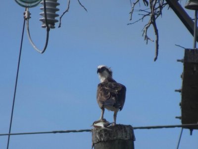 PortDouglas_Bird_OspreyNest06207.JPG