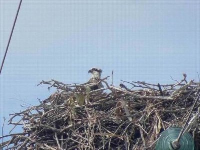 PortDouglas_Bird_OspreyNest06208.JPG