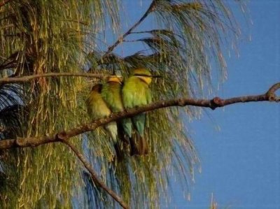 PortDouglas_Bird_RainbowBeeEater6103.JPG