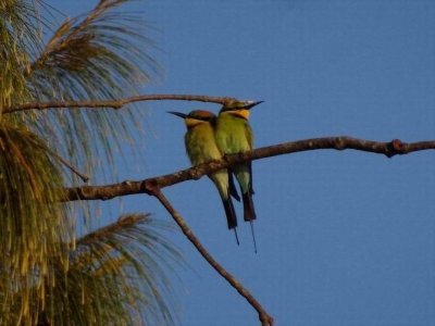 PortDouglas_Bird_RainbowBeeEater6104.JPG