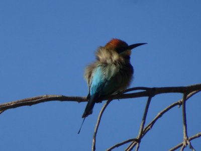 PortDouglas_Bird_RainbowBeeEater6105.JPG