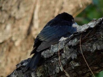 PortDouglas_Bird_SpangledDrongo6062.JPG