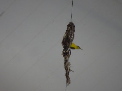 PortDouglas_Bird_Sunbird005.JPG