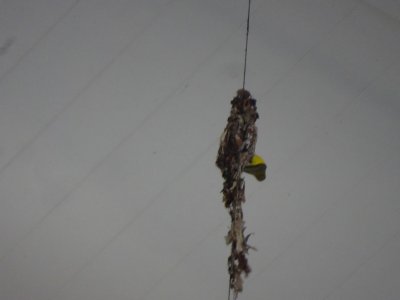 PortDouglas_Bird_Sunbird006.JPG