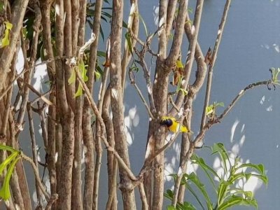 PortDouglas_Bird_Sunbird007.jpg