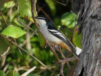 PortDouglas_Bird_VariedTriller6078.JPG