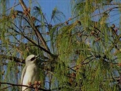 PortDouglas_Bird_WhiteBelliedCuckooShrike6061.JPG