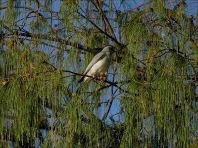 PortDouglas_Bird_WhiteBelliedCuckooShrike6062.JPG