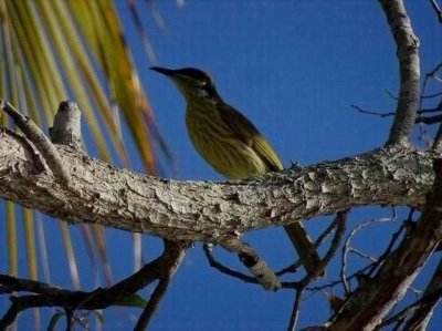 PortDouglas_Bird_YellowOriole6080.JPG