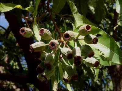 PortDouglasGum6193.JPG