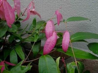 PortDouglasNewLeaves.JPG