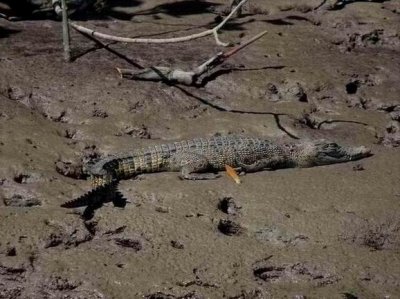 PortDouglasSaltWaterCrocodile6081.JPG