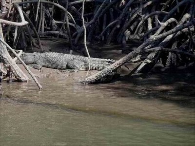 PortDouglasSaltWaterCrocodile6082.JPG