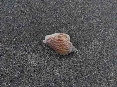 PortDouglasShell.JPG