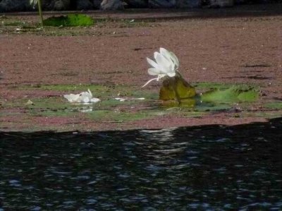 PortDouglasWaterlillyWhite.JPG