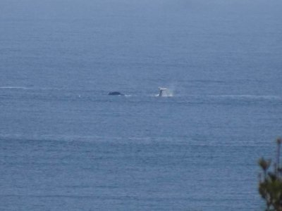 PortMacquarie_Whales.JPG