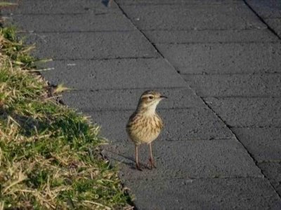 Woolgoolga_AustralasianPipit.JPG