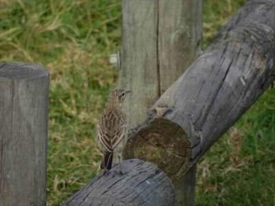 Woolgoolga_AustralasianPipit_06452.JPG