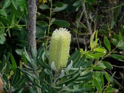 Woolgoolga_Banksia.JPG