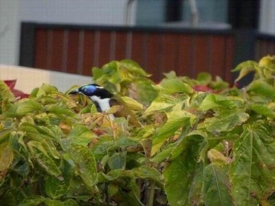 Woolgoolga_BlueFacedHoneyeater.JPG