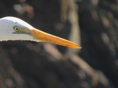 Woolgoolga_GreatWhiteEgret_6439.JPG