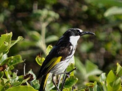 Woolgoolga_NewHolandHoneyeater.JPG