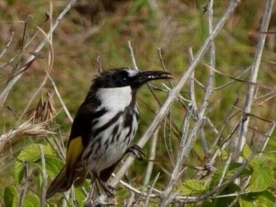 Woolgoolga_NewHollandHoneyEater_06412.JPG