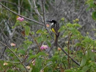 Woolgoolga_NewHollandHoneyEater_06415.JPG