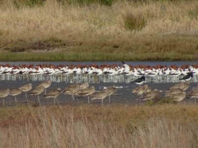 Stockton_Wimbrel_OysterCatcher_Avocet.JPG